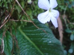 Streptocarpus pusillus inflorescences